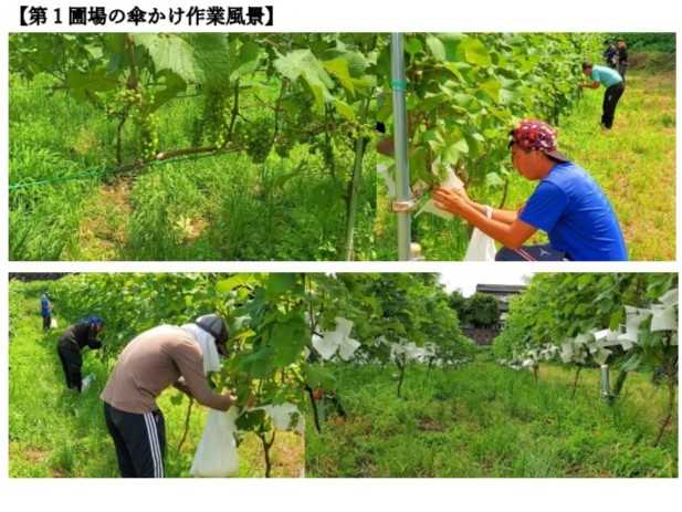 農福推進室より「のうふく通信 2024年夏号」が発行されました！