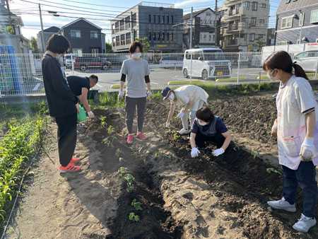 太陽の家 しいの実学園から　さつま芋の苗植えを行いました