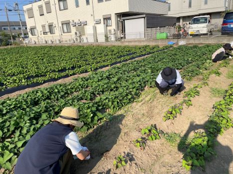 太陽の家 しいの実学園から　草むしりと芝刈りを行いました