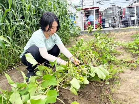 太陽の家 しいの実学園から　お芋の畑情報