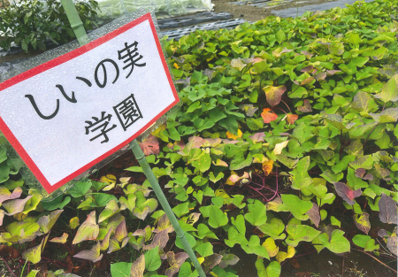 太陽の家 しいの実学園から 芋掘り