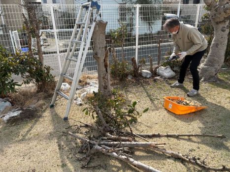 太陽の家 運営管理室より 園庭の樹木の健康チェックを行いました！