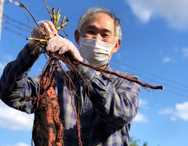 湘南希望の郷ケアセンターより「芋ほり体験行事」です！