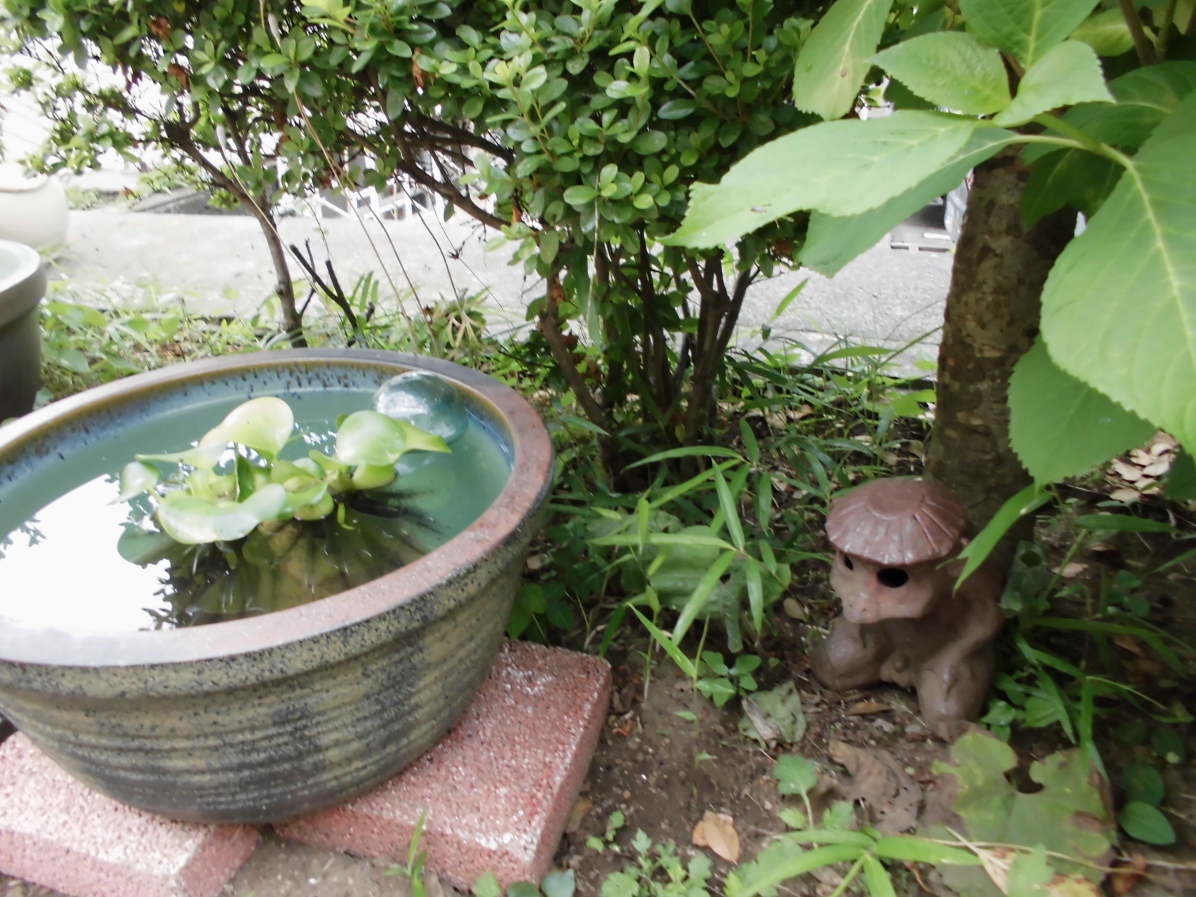 湘南希望の郷から「河童現る?!」