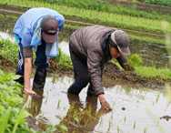 神奈川ワークショップより　「田植えのお手伝いを行いました！」