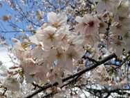 湘南希望の郷より「中庭でお花見をしました」