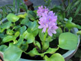 湘南希望の郷から「ホテイアオイの花」