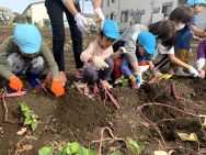 太陽の家 しいの実学園より「さつま芋掘りに行ってきました！！（さくら組）」