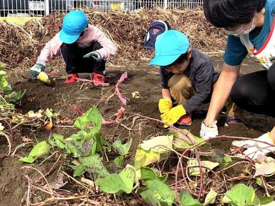 太陽の家 しいの実学園より「さつま芋掘りに行ってきました！！（ちゅーりっぷ組）」