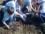太陽の家 しいの実学園より「さつま芋掘りに行ってきました！！（ひまわり組）」