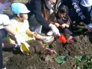 太陽の家 しいの実学園より「さつま芋掘りに行ってきました！！（もも組）」