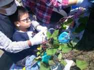 太陽の家 しいの実学園より「さつま芋掘りに行ってきました！！（りんご組）」