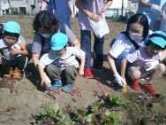 太陽の家 しいの実学園より「さつま芋掘りに行ってきました！！（れんげ組）」