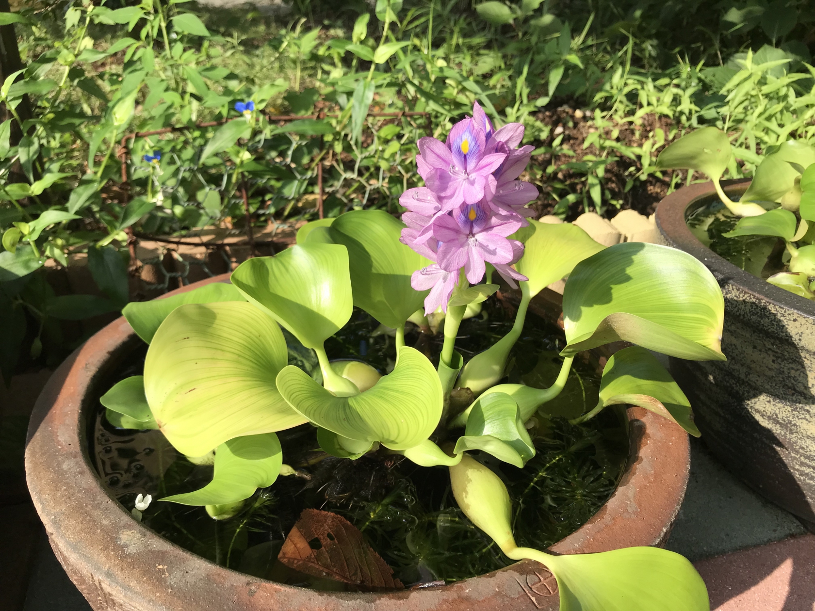 湘南希望の郷から ホテイアオイの花 お知らせ 社会福祉法人 光友会 神奈川県藤沢市 横浜市磯子区 障害者福祉