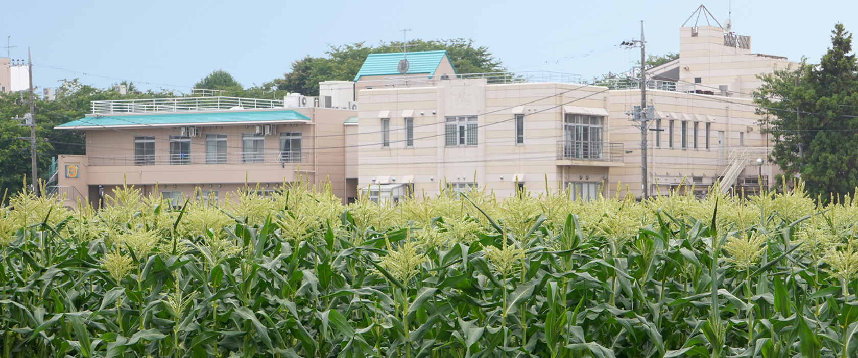 湘南希望の郷　トウモロコシ畑