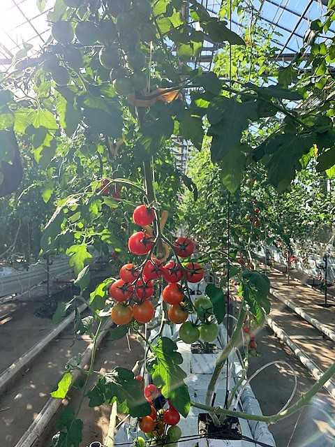 井出農園トマト