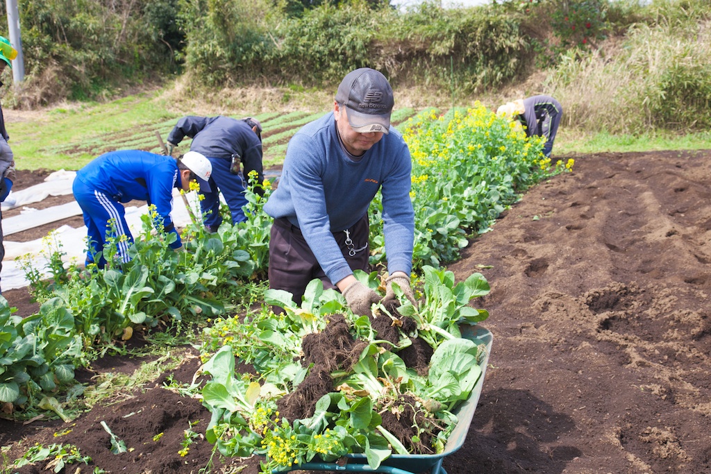 農園での野菜の収穫写真